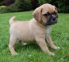 King charles sales spaniel pug