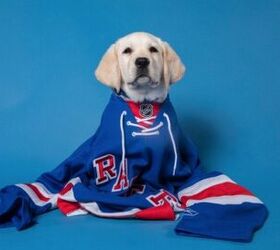 New York Rangers Add A Furry Teammate To The Roster