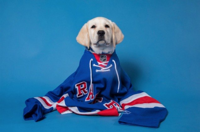 new york rangers add a furry teammate to the roster