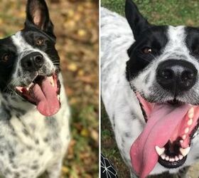 Adoptable Dog of the Week- Cooper