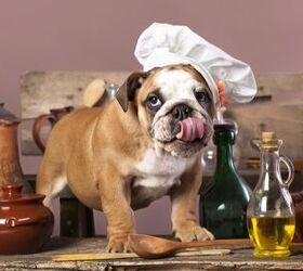 4 Tasty Tips for People Who Want to Cook for Their Dogs