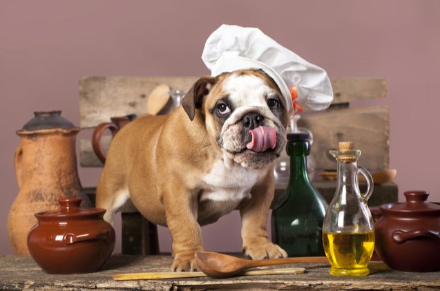 4 tasty tips for people who want to cook for their dogs