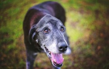 How To Keep Your Senior Dog Active