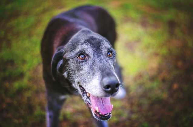 how to keep your senior dog active