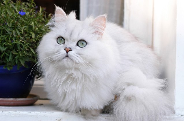 Persian Cats For Sale. Persian Kittens For Sale In Wisconsin
