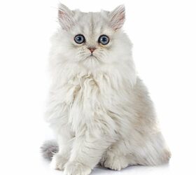 chinchilla cat