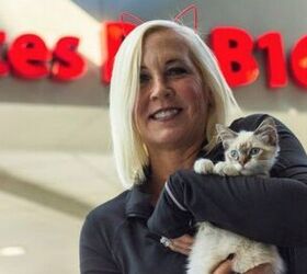 Kitten Cuddle At Charlotte Airport Is A Purr-fect Pre-flight Treat