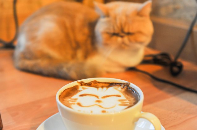 4 of the most popular cat cafes in the world