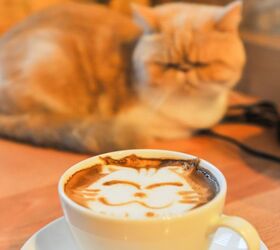 4 of the Most Popular Cat Cafés in the World