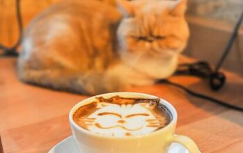 4 of the Most Popular Cat Cafés in the World