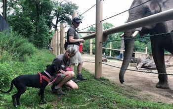 Puppy Pals Around With Pachyderms At New York Zoo