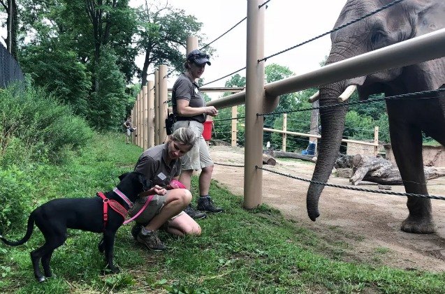 puppy pals around with pachyderms at new york zoo