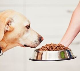 is bespoke dog food made by an ai the future of canine nutrition