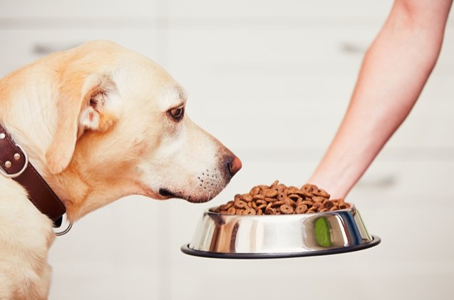 is bespoke dog food made by an ai the future of canine nutrition