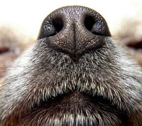 New Research Gives Insight To Why Dogs Are Superior Sniffers