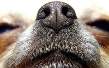 New Research Gives Insight To Why Dogs Are Superior Sniffers