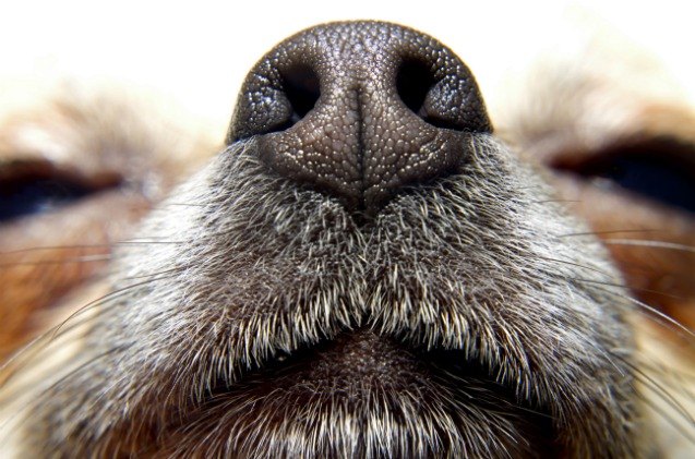 new research gives insight to why dogs are superior sniffers