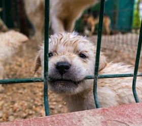 Pennsylvania Looks To Ban Puppy Mill Sales