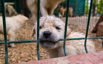 Pennsylvania Looks To Ban Puppy Mill Sales