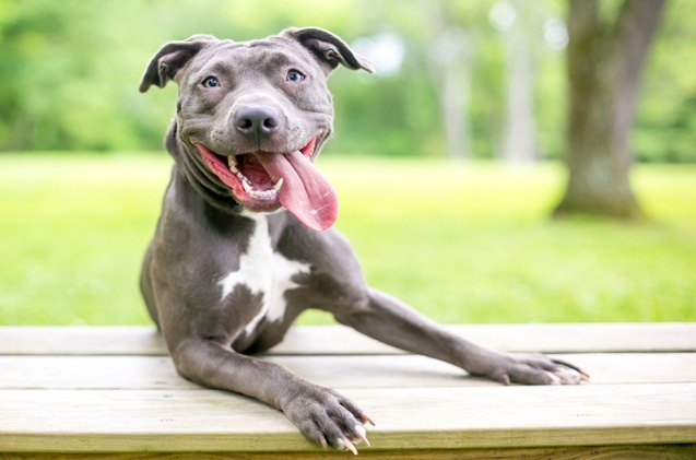 montreal s new mayor overturns controversial bsl ban of pit bulls