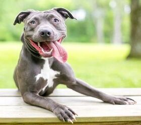 Montreal’s New Mayor Overturns Controversial BSL Ban of Pit Bulls