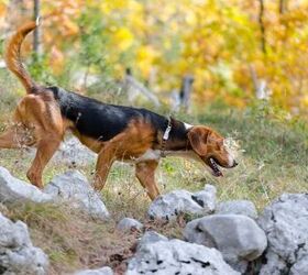 serbian tricolour hound