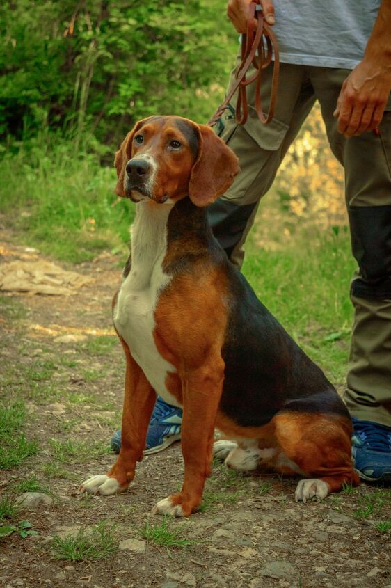 serbian tricolour hound
