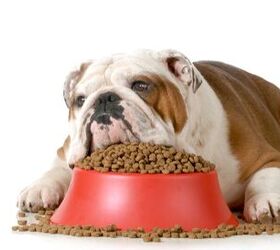 is your dogs food damaging their heart