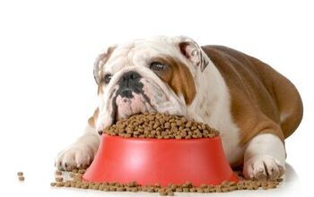 Is Your Dog’s Food Damaging Their Heart?