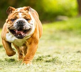 Top 10 Strongest Dog Breeds