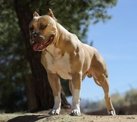 top 10 strongest dog breeds