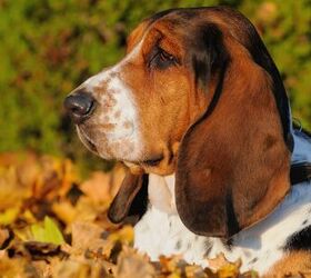 Artois Hound Dog Breed Health, Temperament, Training and Puppies