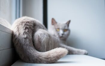 Cat Tail Injuries: What You Need To Know