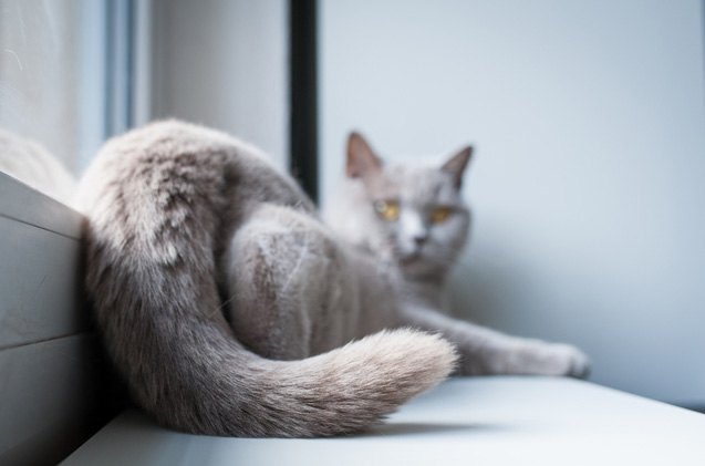 cat tail injuries what you need to know