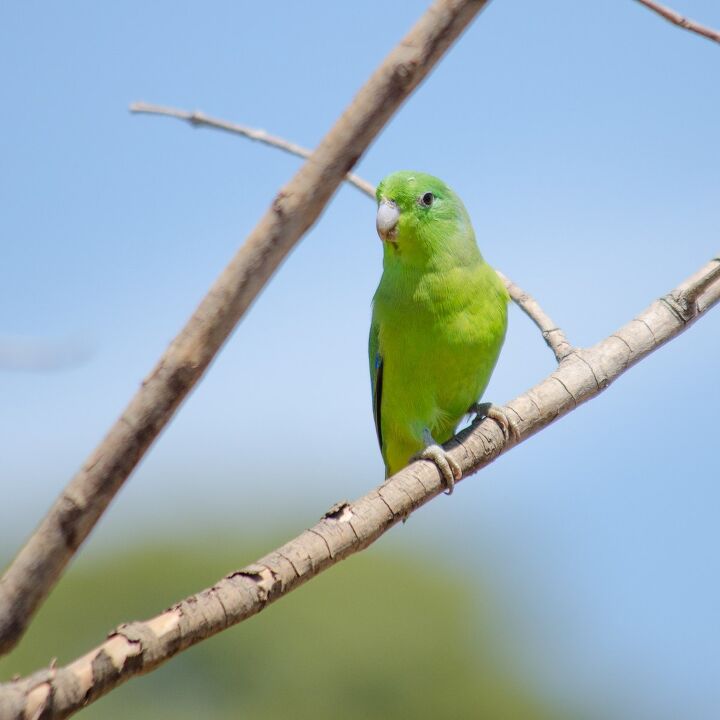 A closer look at Parrotlet Behavior Patterns In Frantic Behavior