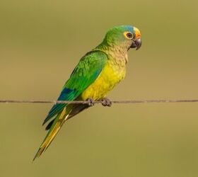 Peach Fronted Conure