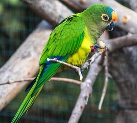 peach fronted conure