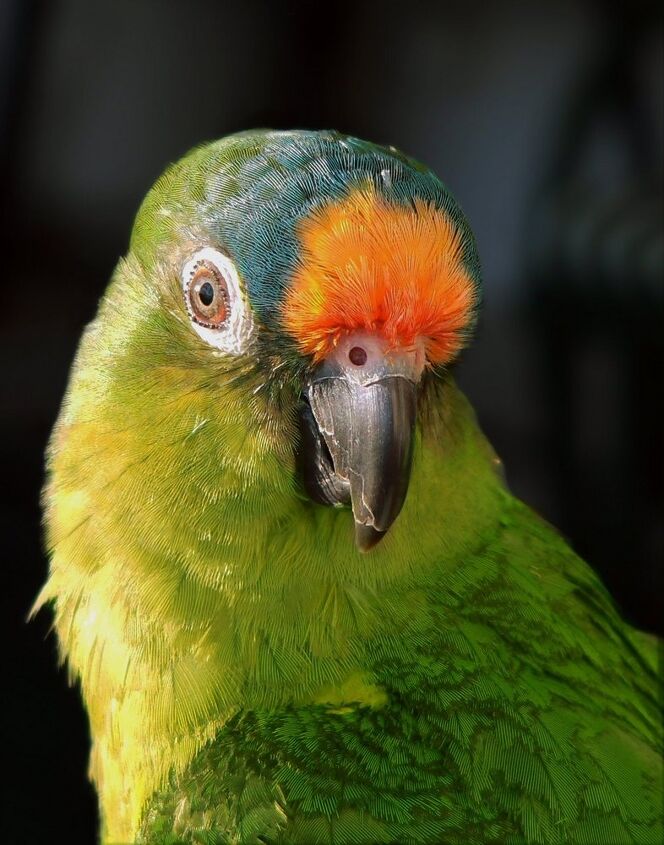 peach fronted conure