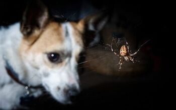 Can My Dog Eat Spiders?