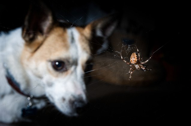 can my dog eat spiders