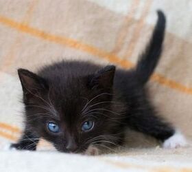 black cat with blue eyes breed