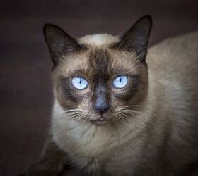 ojos azules cat