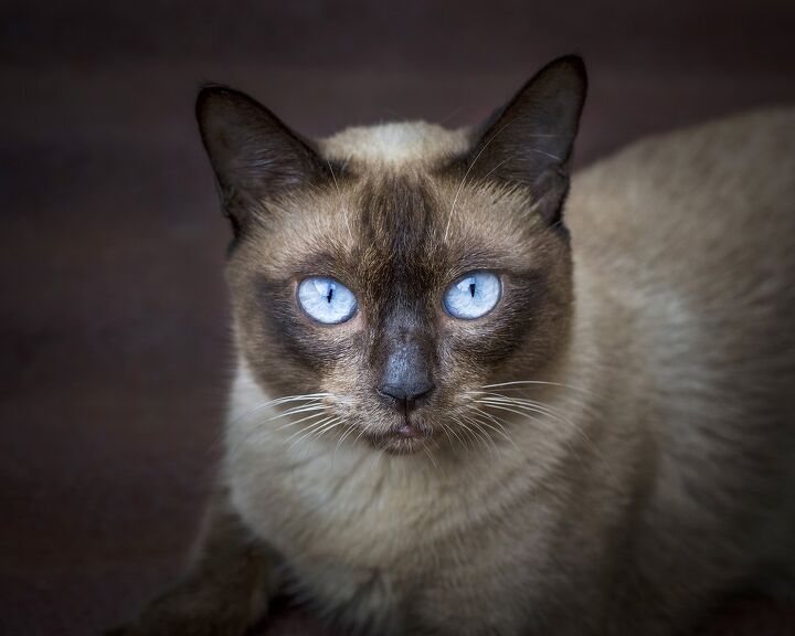 Ojos Azules Cat Breed Health, Grooming, Colors And Traits - Petguide |  Petguide