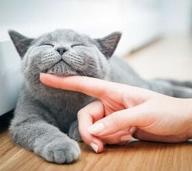 5 Purrfect Jobs for Cat Lovers