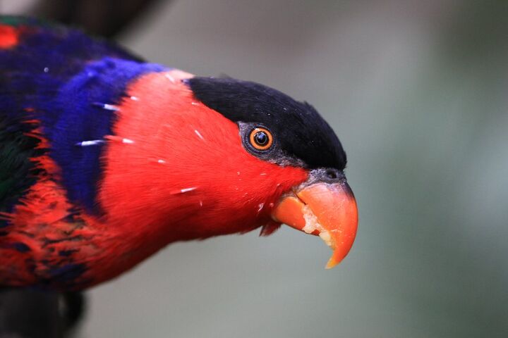 black capped lory