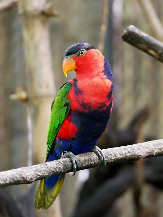 black capped lory