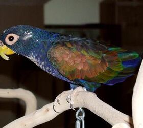 bronze winged parrot