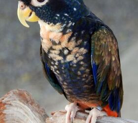 Bronze Winged Parrot Health, Personality, Behavior and Care