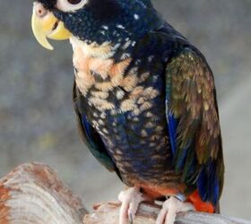bronze winged parrot