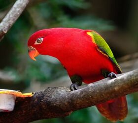 chattering lory